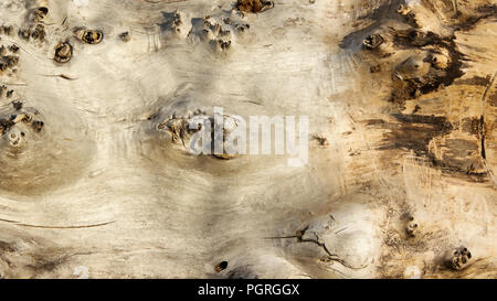 Draufsicht auf das alte Log zugreifen. Makro. Baumstamm ohne Rinde. Die Beschaffenheit des Holzes. Natürliche Hintergrund Stockfoto