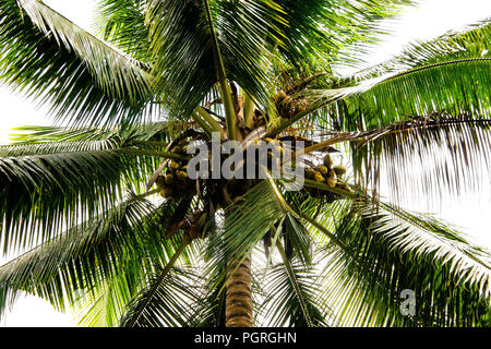 Tropische Coconut Palm Tree mit reifen Kokosnüsse auf weißem Hintergrund. Low Angle View. Stockfoto