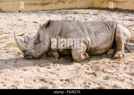 Detailansicht von White Rhino Festlegung auf Sand im Zoo Stockfoto