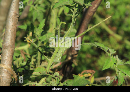 Tomate hornworm Fütterung auf tomatenpflanze Stockfoto