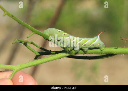 Tomate hornworm Fütterung auf tomatenpflanze Stockfoto