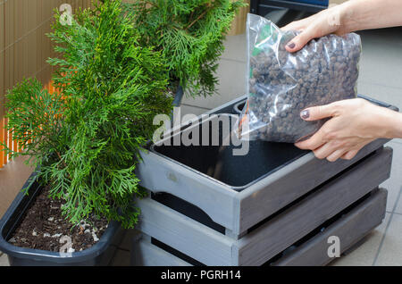 Frau Gärtner umpflanzen Thuja Baum in einem neuen Holz- Topf auf dem Balkon. Close Up. Stellen die Entwässerung in Pot. Stockfoto