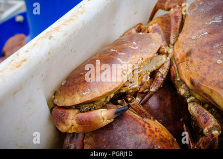 Box von frisch gefangenen Krabben leben, in Newlyn Harbour, Cornwall, England gelandet. Stockfoto