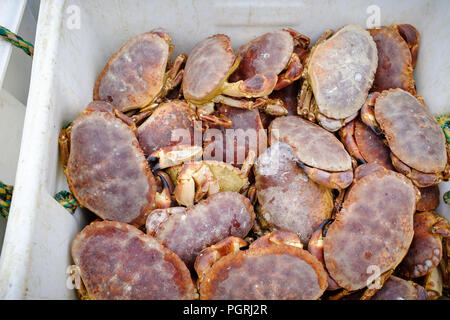 Frisch gefangenen Krabben leben, in Newlyn Harbour gelandet. In Newlyn, Cornwall, England. Juni 2018 20. Stockfoto