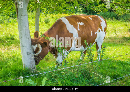 Gehörnte Kuh mit dem Kopf gegen einen Baumstamm reiben Stockfoto