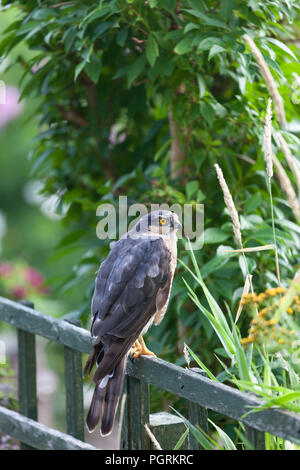 Eurasischen, Sperber (Accipiter nisus) auf einem Zaun in einem Garten Umgebung, England, Großbritannien thront. Stockfoto