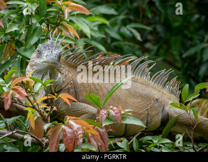 Schwarzer Leguan, Costa Rica Stockfoto