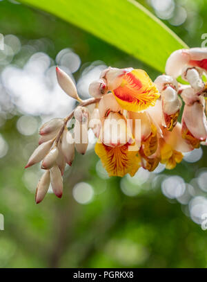 Orchid Wildblumen im Dschungel von Costa Rica. Stockfoto