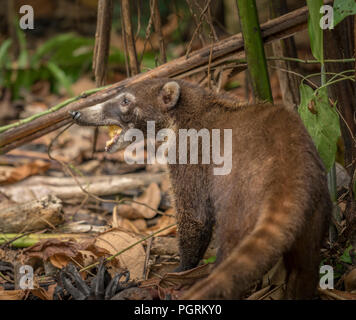 White-Nosed Nasenbär, Maquenque National Wildlife Refuge, Costa Rica Stockfoto