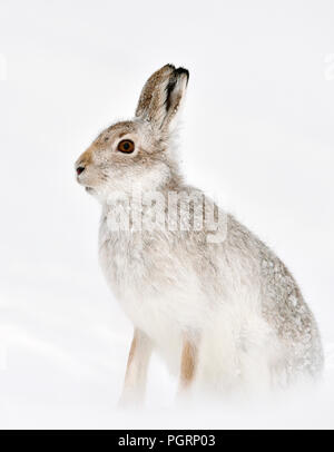 Berg hase Lepus timidus, Großbritannien Stockfoto