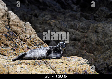 Graue Dichtungen auf mingulay Strand, Bishop's Isles, Äußere Hebriden, Schottland, Großbritannien Stockfoto