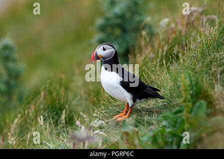 Puffin, Fratercula arctica, Mingulay, Bishop's Isles, Äußere Hebriden, Schottland, Großbritannien Stockfoto