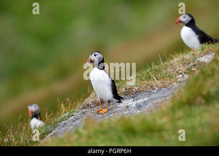 Puffin, Fratercula arctica, Mingulay, Bishop's Isles, Äußere Hebriden, Schottland, Großbritannien Stockfoto