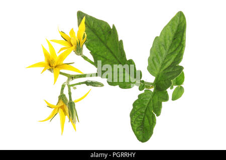 Gelbe Blume Tomate auf whtie Hintergrund isoliert. Stockfoto