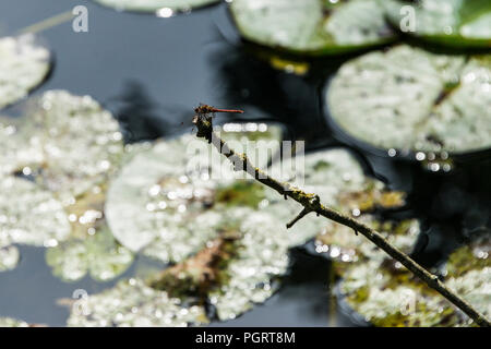 Ein männlicher Common darter (Sympetrum striolatum) auf einem kleinen Zweig von einem See gehockt Stockfoto