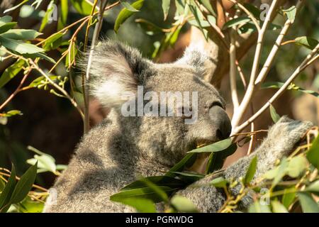 Koalas auf Eukalyptusbaum Stockfoto