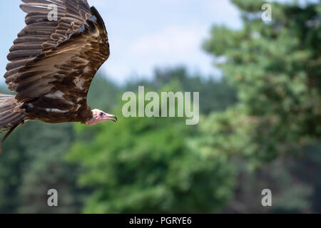 Türkei bussard oder John Crow großen Vogel, der am meisten verbreiteten der Neuen Welt Geier Stockfoto