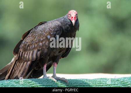 Türkei bussard oder John Crow großen Vogel, der am meisten verbreiteten der Neuen Welt Geier Stockfoto