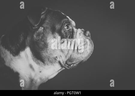 Die alte englische Bulldogge Portrait von der Seite Stockfoto