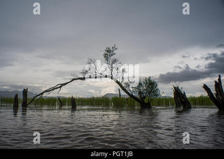 Feuchtgebiet am Erhai See, Dali, China Stockfoto