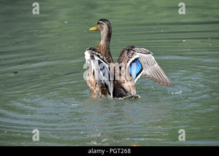 Eine männliche Stockente (Anas platyrhynchos) in Eclipse Gefieder seine Flügel erstreckt sich auf einem See im südlichen England Stockfoto