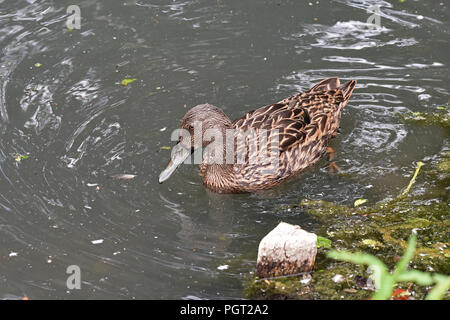 Ein einsamer Meller Enten (Anas melleri) Schwimmen auf einem kleinen See im Süden Englands. Dieser gefährdeten Arten ist endemisch im Osten von Madagaskar Stockfoto