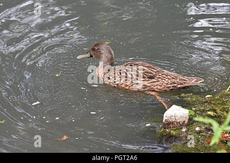 Ein einsamer Meller Enten (Anas melleri) Schwimmen auf einem kleinen See im Süden Englands. Dieser gefährdeten Arten ist endemisch im Osten von Madagaskar Stockfoto