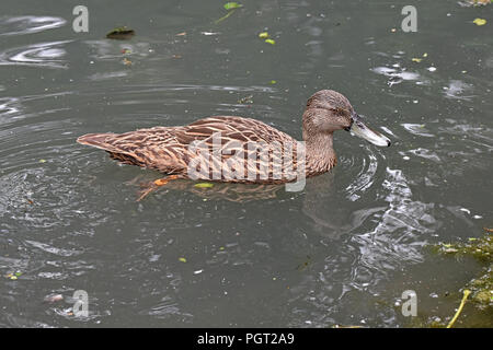 Ein einsamer Meller Enten (Anas melleri) Schwimmen auf einem kleinen See im Süden Englands. Dieser gefährdeten Arten ist endemisch im Osten von Madagaskar Stockfoto