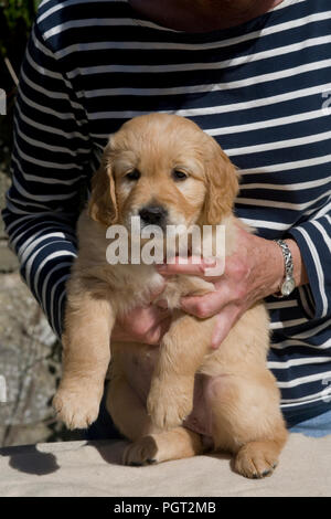 Weibliche Golden Retriever Welpen für Kopf geschossen gehalten an sieben Wochen alt Stockfoto