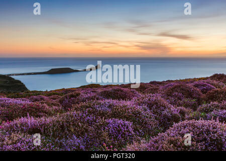 Heidekraut und Sonnenuntergang am Rhossili Bay mit den Würmern Kopf in der Ferne, Gower, South Wales, Großbritannien Stockfoto