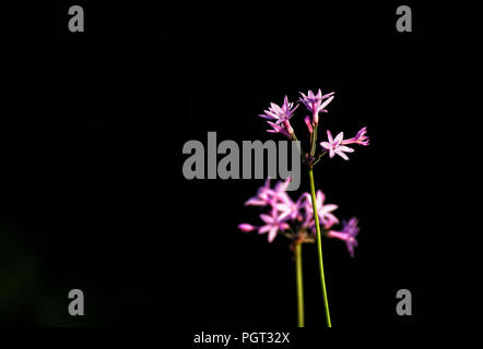 Lila Gesellschaft Knoblauch (Tulbaghia violacea) Blüte mit schwarzem Hintergrund durch helle Beleuchtung isoliert. Stockfoto