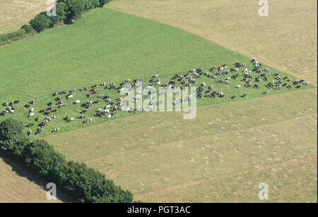 Luftaufnahme von Feldern in Cornwall mit einer Herde Kühe grasen. Stockfoto