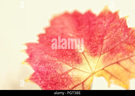 Eine isolierte Herbst maple leaf in Soft Focus mit einer cremigen bokeh Hintergrund. Stockfoto