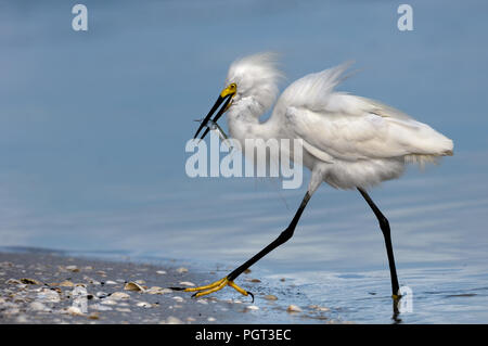 Ein snowy egret mit flauschigen gefiederten Gefieder watet aus dem Wasser mit einem ballyhoo Fische fangen an Wiggins Pass, Florida. Stockfoto
