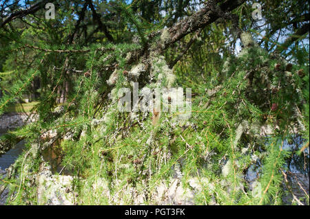 Rentier Flechten oder Moos (Cladonia rangiferina) wachsen in Hülle und Fülle in den ländlichen Perthshire, Schottland, UK, GB. Stockfoto