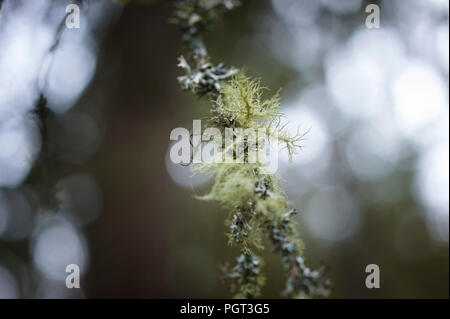 Rentier Flechten oder Moos (Cladonia rangiferina) wachsen in Hülle und Fülle in den ländlichen Perthshire, Schottland, UK, GB. Stockfoto