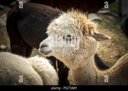 Ein Weißer Alpaka in mit den anderen Alpakas in Coeur d'Alene, Idaho. Stockfoto