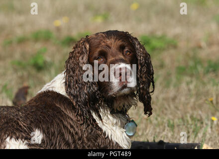 Ein niedliches nass English Springer Spaniel hund liegend in einem Feld. Es wurde das Kauen auf einem sehr großen Stock, die es aus dem Wasser durchgeführt. Stockfoto