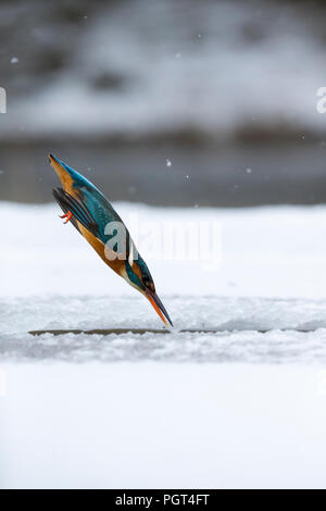 Eisvogel (Alcedo atthis) Angeln durch ein Eisloch Stockfoto