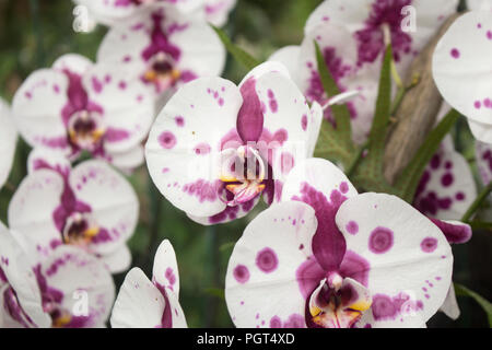 Horizontale Nahaufnahme Foto von Perfect Pink Polka Dot Orchideen. Auch als Phalaenopsis oder Motten Orchideen bekannt. Stockfoto