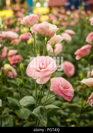 Vertikale Foto von soft pink Lisianthus Blumen in voller Blüte, auch bekannt als Prairie Enzian oder Eustoma. Stockfoto