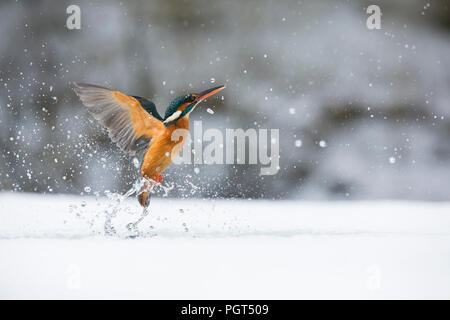 Eisvogel (Alcedo atthis) Angeln durch ein Eisloch Stockfoto