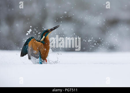 Eisvogel (Alcedo atthis) Angeln durch ein Eisloch Stockfoto