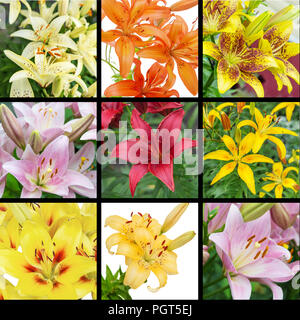 Große schöne bunte Lilien im Freien Stockfoto
