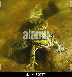 Wasserfrosch in schlammigen Wasser Stockfoto