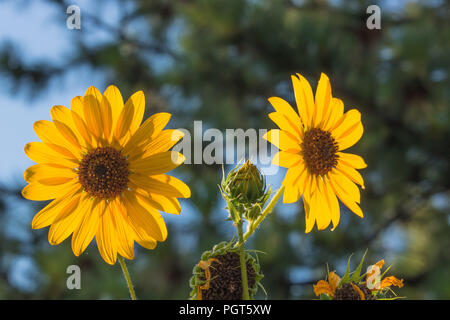 Bündel leuchtend gelben Sonnenblumen gegen grüne Hintergrund bokeh Bäume im Außenbereich Garten Stockfoto