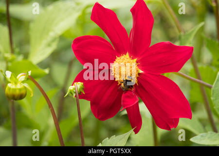 Britische Sommer Garten nach Regen - eine Biene legt sich auf eine rote Dahlie Sammeln von Nektar. Stockfoto