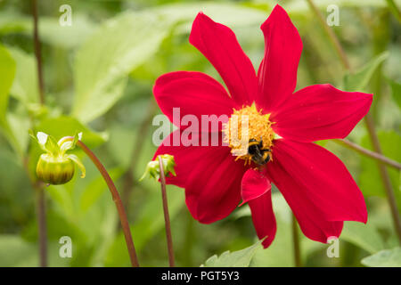 Britische Sommer Garten nach Regen - eine Biene legt sich auf eine rote Dahlie Sammeln von Nektar. Stockfoto