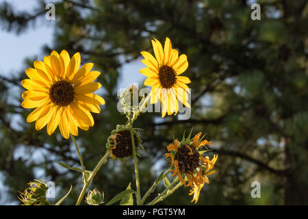 Bündel leuchtend gelben Sonnenblumen gegen grüne Hintergrund bokeh Bäume im Außenbereich Garten Stockfoto