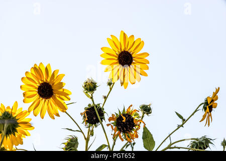 Bündel leuchtend gelben Sonnenblumen Knospen und Triebe vor weißem Hintergrund einstellen Stockfoto